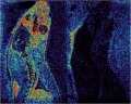 Mass spectrometry imaging - on the left rat dosed with a pharma compound, on the right a vehicle rat